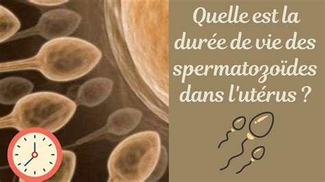 combien de temps survit un spermatozoïde|Quelle est la durée de vie dun spermatozoïde